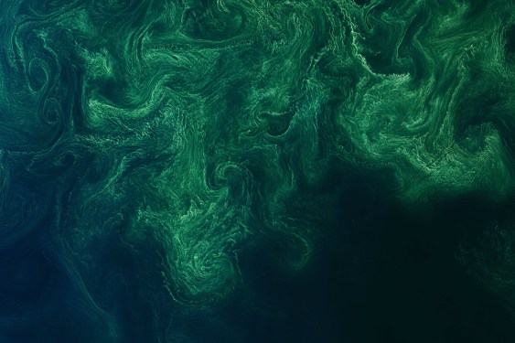 From Pond Scum to Premium Skincare Products: How Deep Blue BioTech Uses Blue-Green Algae for Better Chemicals
